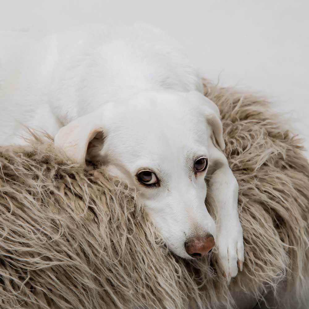 Dog Bolster Bed