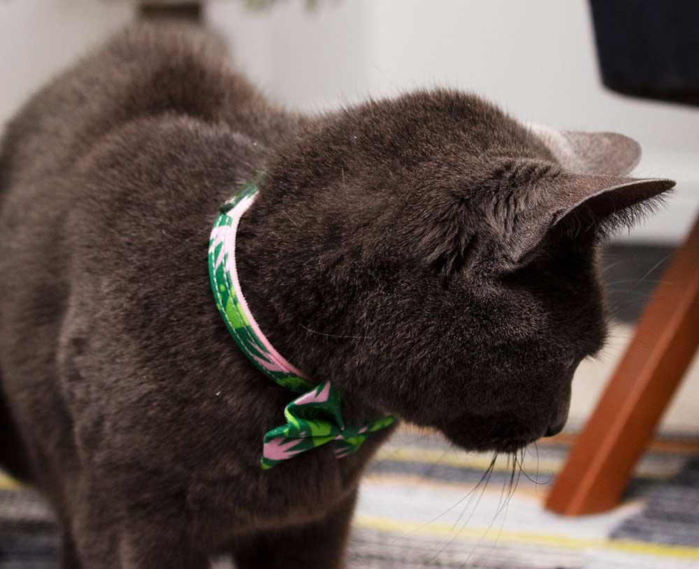 Collars For Cats