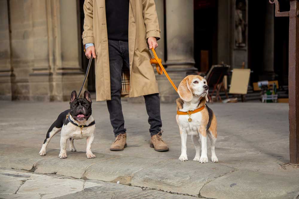 Leather - Collars, Leads and Harnesses