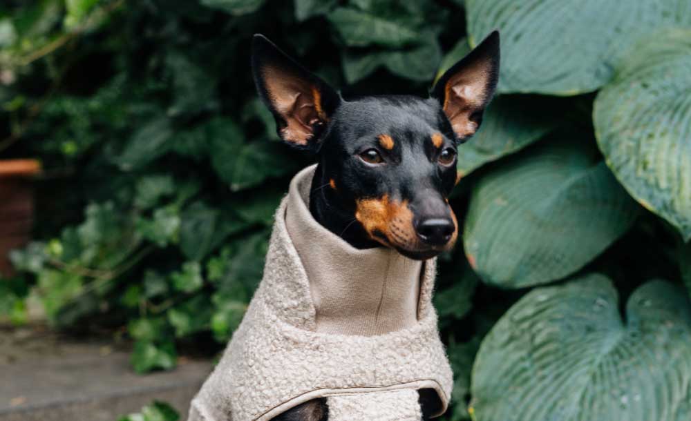 Sweaters For Dogs