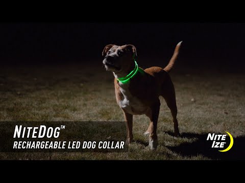 Nite Dog Rechargeable LED Collar - Blue