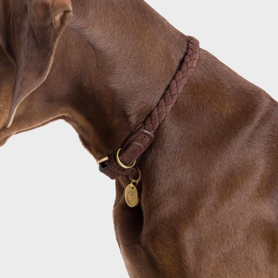 Ravello Dog Collar in Hazel from Cloud 7