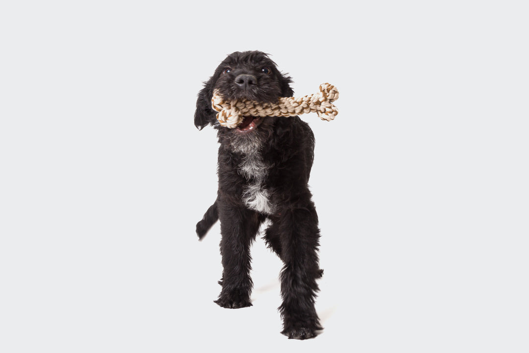 Doy Toy Rope Bone from Cloud 7