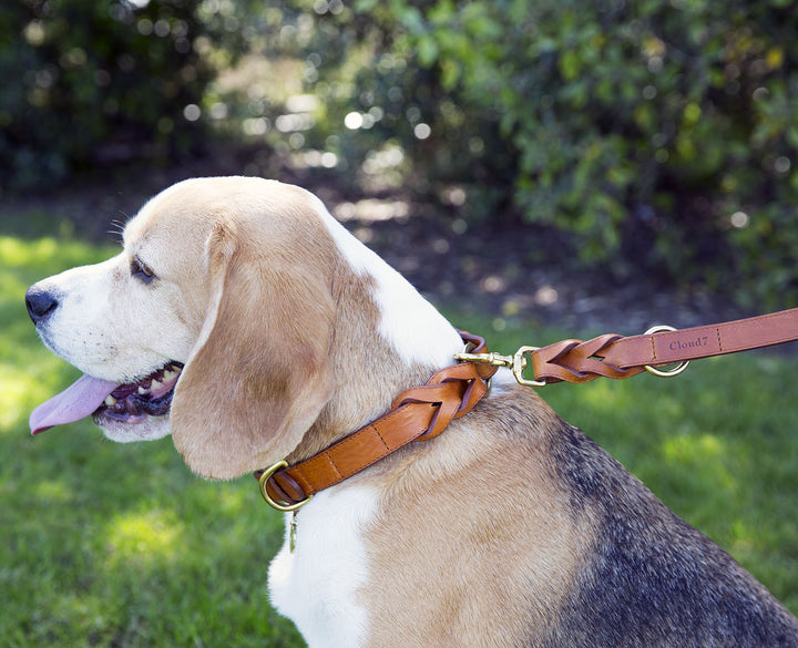 Hyde Park Collar in Cognac from Cloud 7