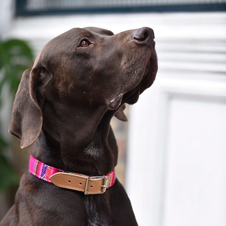 Inca Pink Dog Collar by Hiro + Wolf