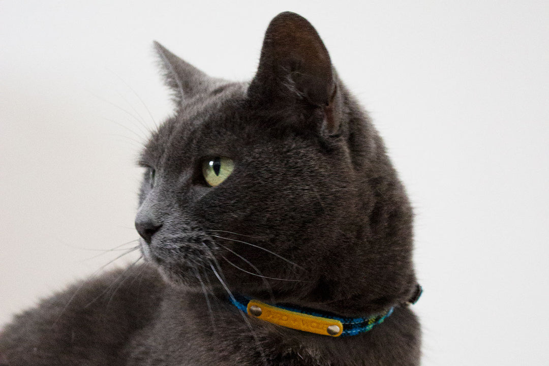 Shuka Blue Cat Collar by Hiro + Wolf